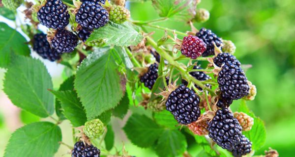 Brombeeren sind häufig mit Pflanzenschutzmittel belastet.