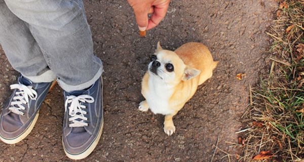 Hunde können von manchen Nahrunsgmitteln krank werden.