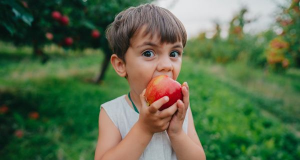 Kleiner Junge beißt in einen Apfel.