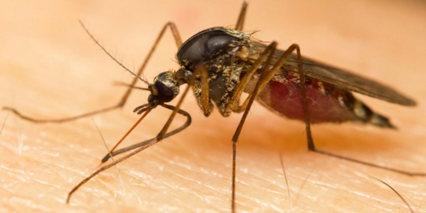 Zum Riechen und Stechen besitzen Mücken ein ganzes Arsenal von Werkzeugen am Kopf.