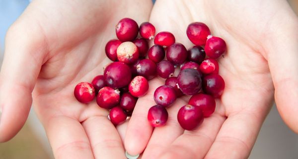 Cranberries in zwei Händen.