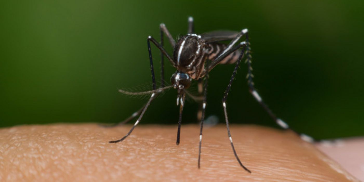 In Frankreich haben sich zwei Personen mit dem Zika-Virus infiziert