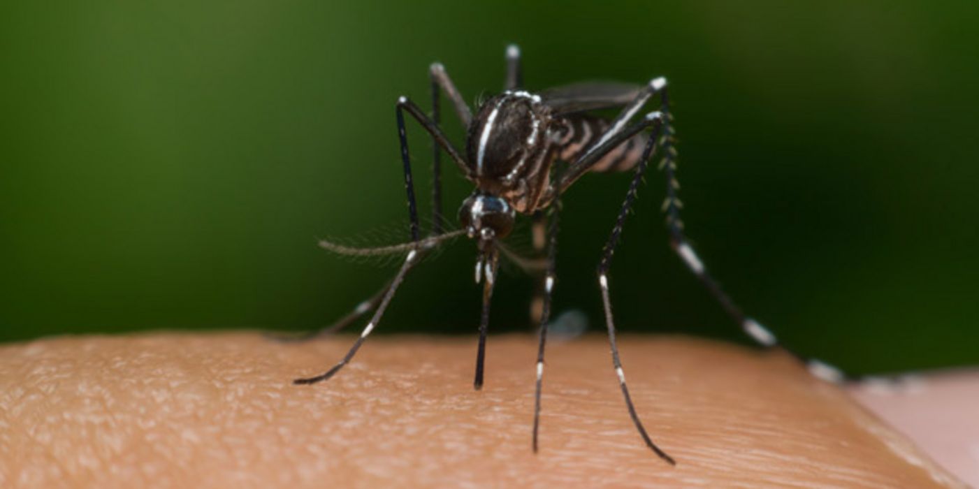 In Frankreich haben sich zwei Personen mit dem Zika-Virus infiziert