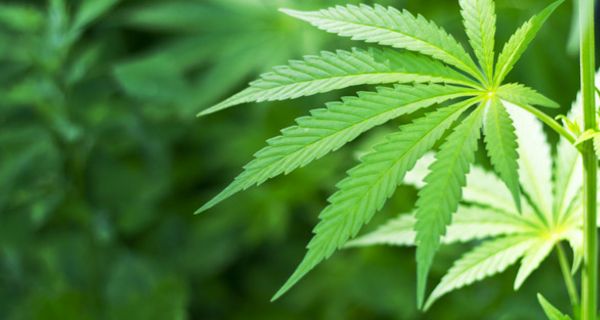 Schwerkranke Patienten sollen künftig Cannabis auf Rezept erhalten.