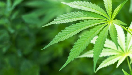 Cannabis-Pflanze