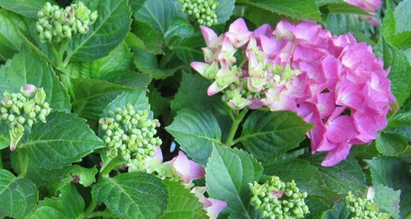 Hortensienblüten