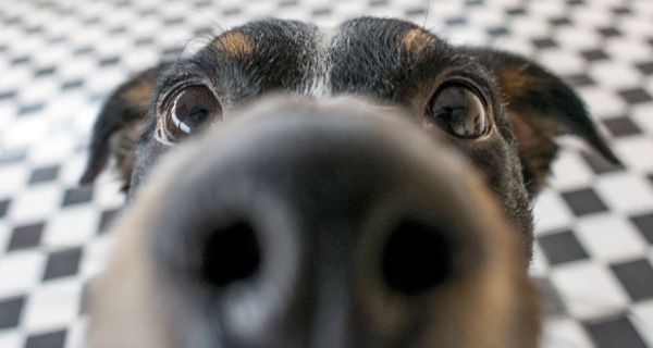 Hunde sind der in der Lage, Covid-19 am Geruch zu erkennen.