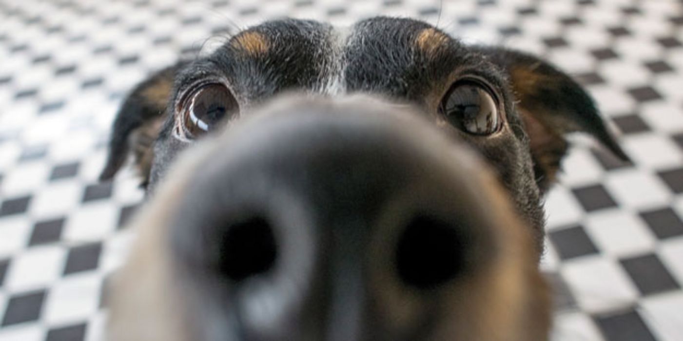 Hunde sind der in der Lage, Covid-19 am Geruch zu erkennen.