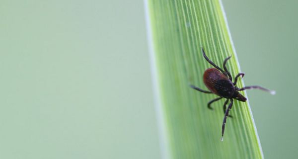 Zecke auf Blatt