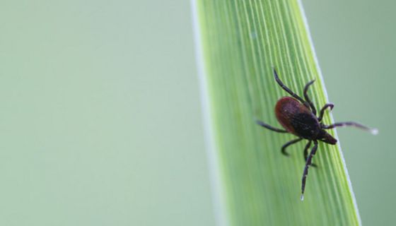 10 Fakten über Zecken und Borreliose im Überblick.