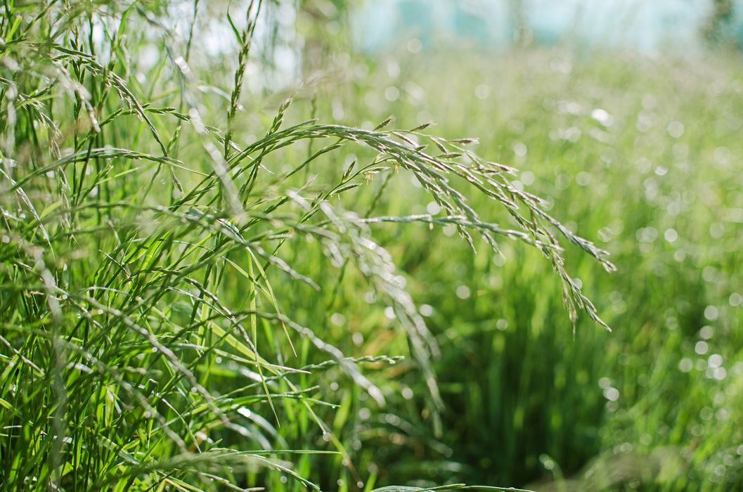 Quecke klärt die Harnwege | aponet.de