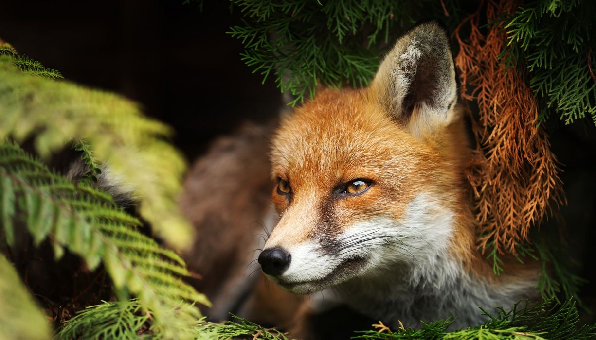 Ein Fuchs im Unterholz.