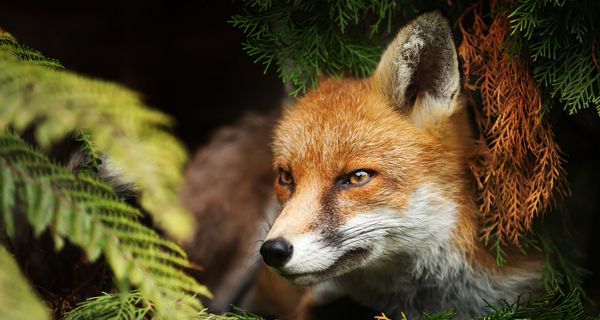 Ein Fuchs im Unterholz.