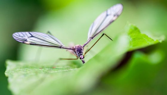Das West-Nil-Virus breitet sich in Europa zunehmend aus.