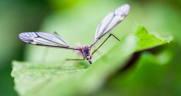 Das West-Nil-Virus breitet sich in Europa zunehmend aus.