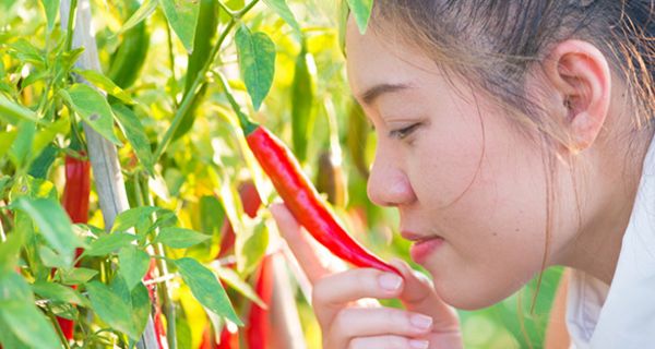 Ein Inhaltsstoff der Chili hat offenbar einen positiven Effekt bei Diabetes.