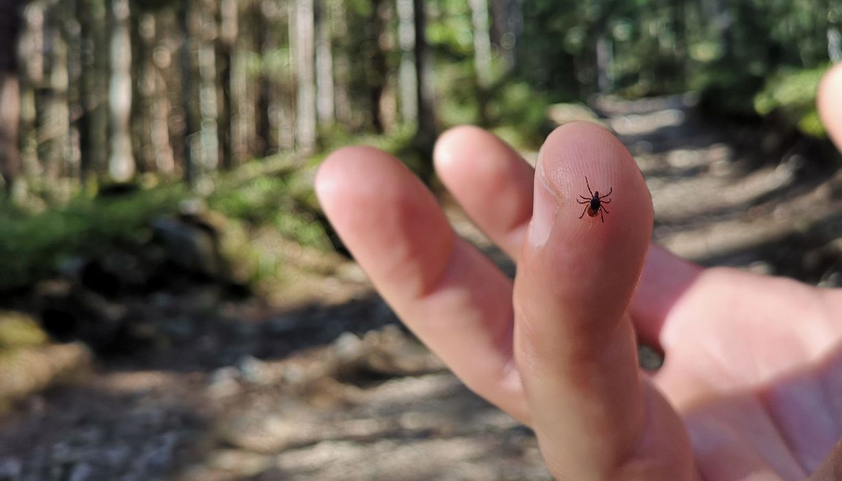 Zecke, sitzt auf dem Finger einer Person.