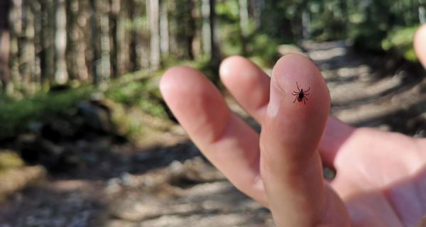 Zecke, sitzt auf dem Finger einer Person.