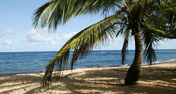 Strand mit Palme