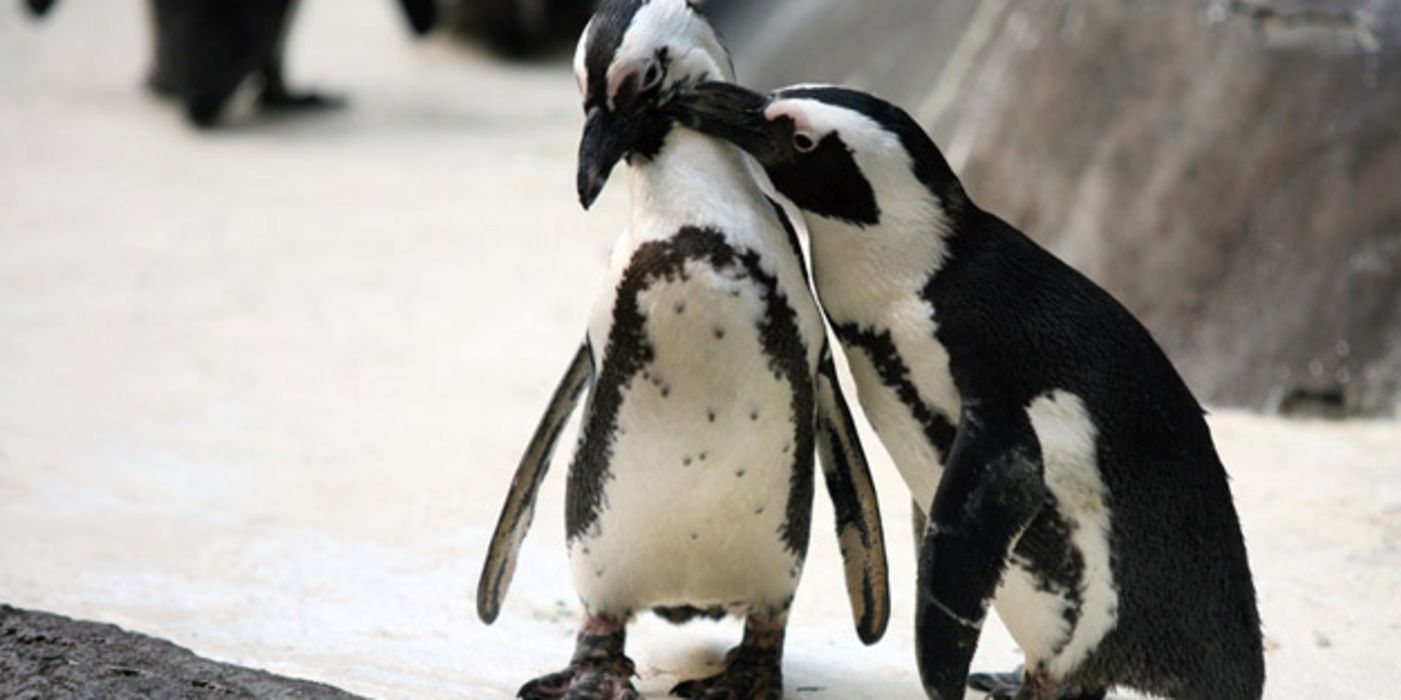 Zwei Pinguine haben sich lieb.