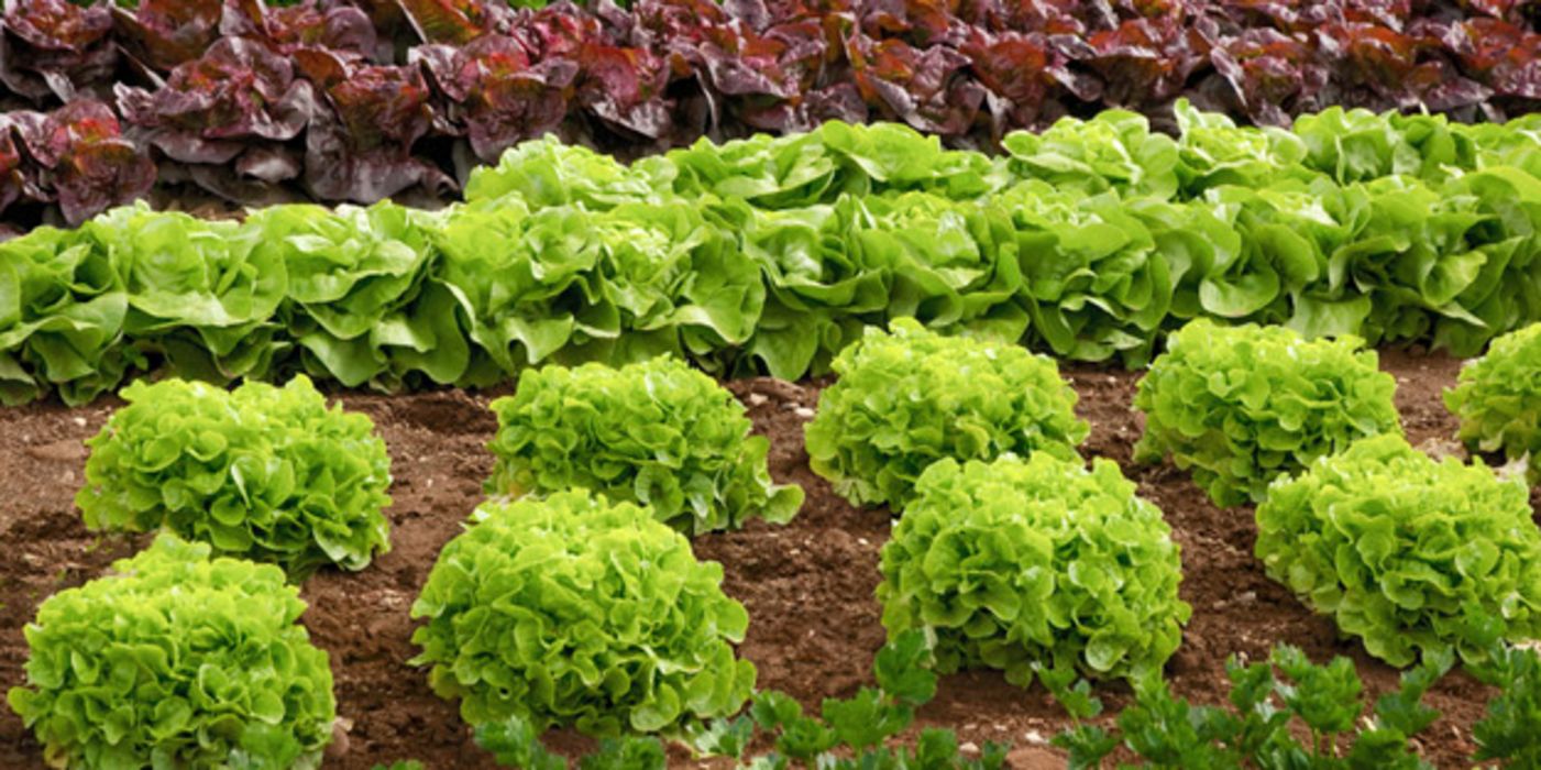 Feld mit verschiedenen Salatköpfen
