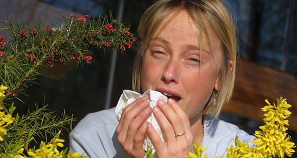 Junge blonde Frau niest kräftig in ein Taschentuch, rotgeränderte Augen, im Vordergrund ein Forsythienstrauch.