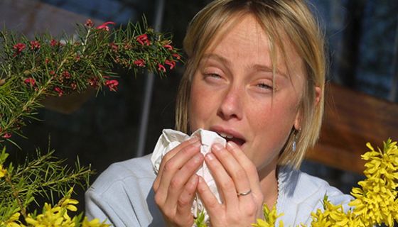 Junge blonde Frau niest kräftig in ein Taschentuch, rotgeränderte Augen, im Vordergrund ein Forsythienstrauch.