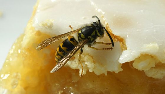 Vorsicht beim Essen im Freien: Wespen mögen ganz besonders Kuchen und Fleisch.