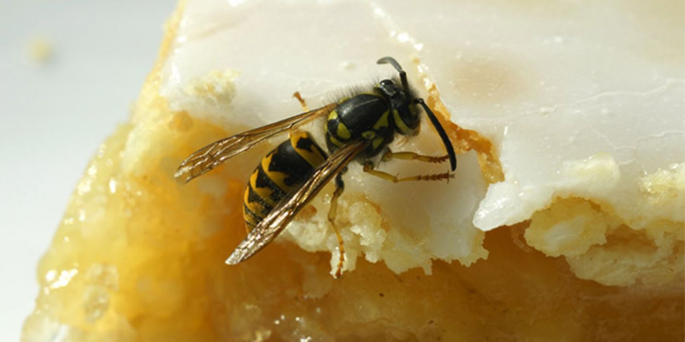 Vorsicht beim Essen im Freien: Wespen mögen ganz besonders Kuchen und Fleisch.