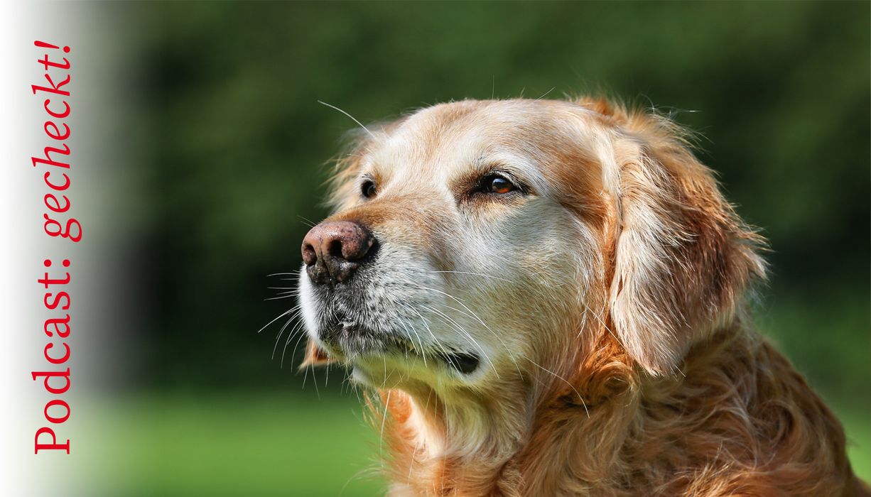 Ein älterer Hund mit grauer Schnauze sitzt auf der Wiese.