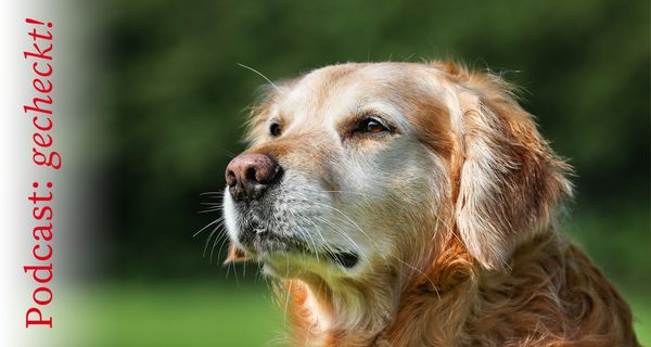 Ein älterer Hund mit grauer Schnauze sitzt auf der Wiese.