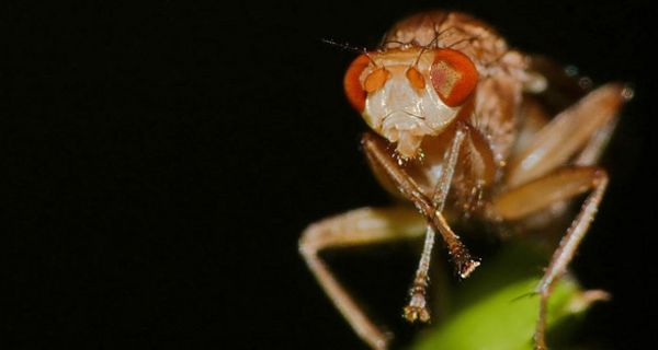 Portrait einer Fruchtfliege