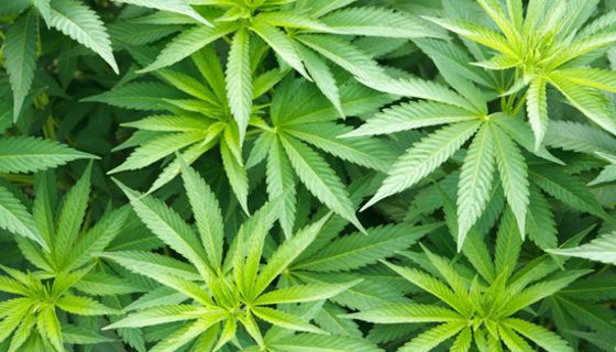 Cannabis hilft nicht besser gegen Schmerzen als andere Medikamente.