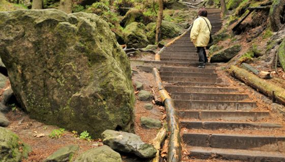 Rückansicht Frau mittleren Alters im gelben, langen Anorak, dunkle Hose, Tasche umgehängt, beim Hochsteigen einer Treppe im herbstlichen Wald