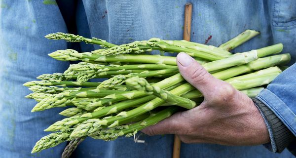 Mann, hält einige Stangen Spargel in der Hand.