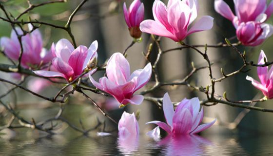 Magnolien; Osteoporose, Knochen