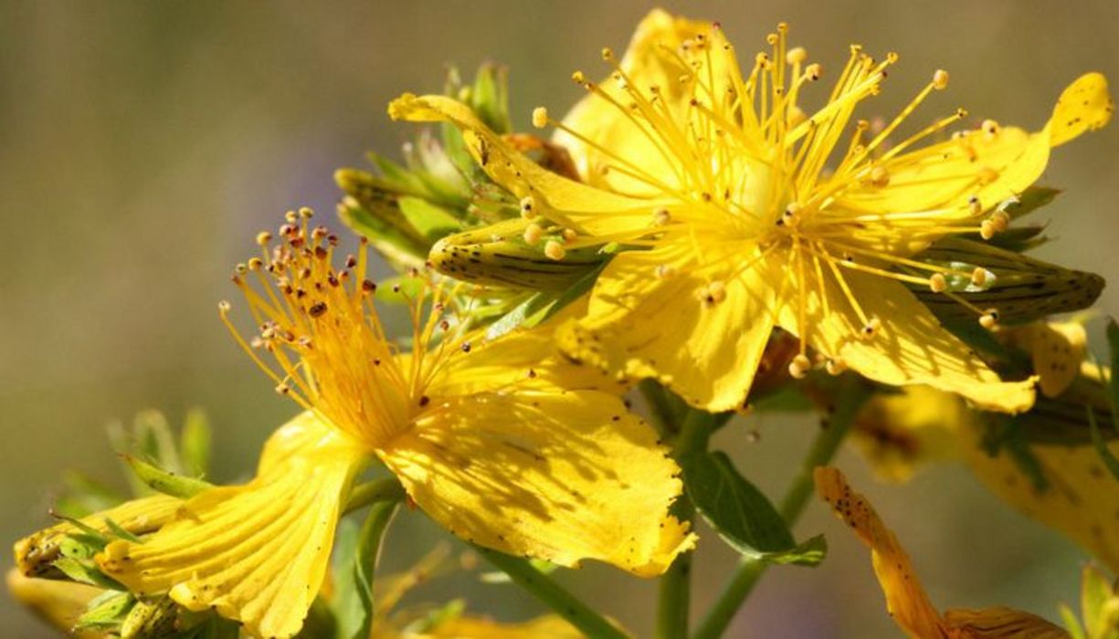 Johanniskraut-Blüten