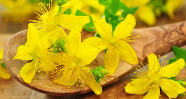 Johanniskrautblüten auf einem Holzlöffel