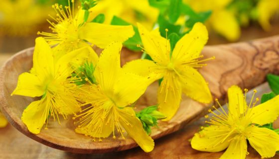 Johanniskrautblüten auf einem Holzlöffel