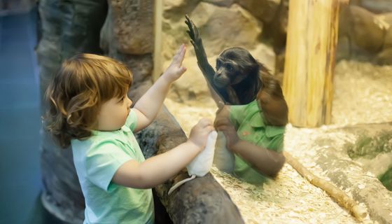 Ein Kind ist im Zoo und steht vor dem Affengehege. Der Junge und das Affenbaby heben gleichzeitig die Hand.