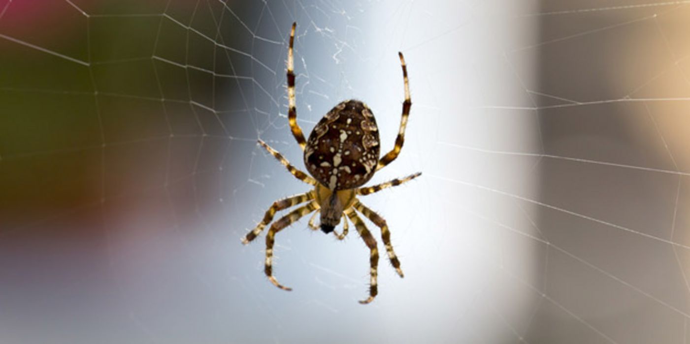 Kreuzspinne im Netz
