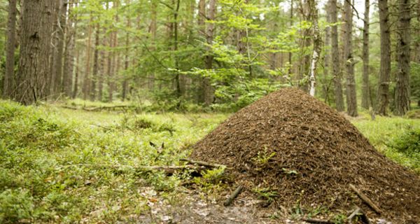 Ameisenhaufen im Wald