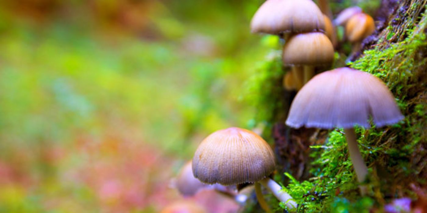Bestimmte Pilzarten enthalten Wirkstoffe, die schon in geringen Mengen Halluzinationen auslösen können.