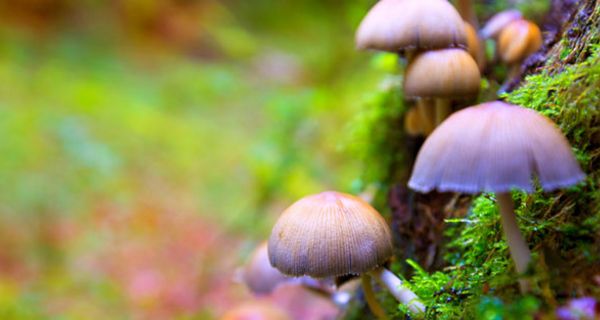 Bestimmte Pilzarten enthalten Wirkstoffe, die schon in geringen Mengen Halluzinationen auslösen können.