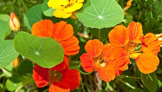 Orange Blüten der Kapuzinerkresse