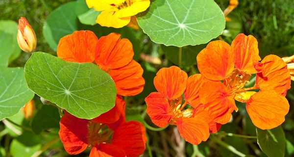 Orange Blüten der Kapuzinerkresse