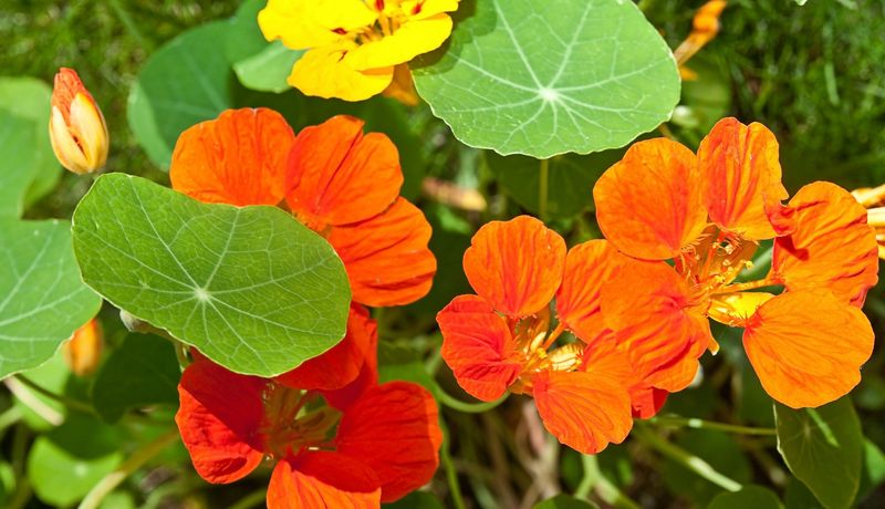 Orange Blüten der Kapuzinerkresse