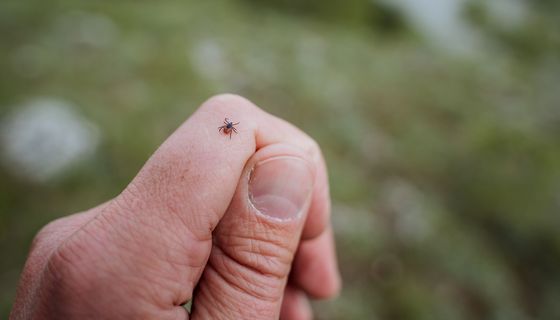 Zecke, krabbelt auf der Hand einer Person.