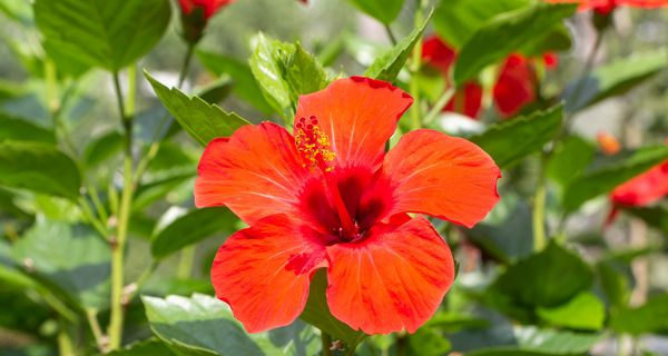 Rote Hibiskuspflanze.