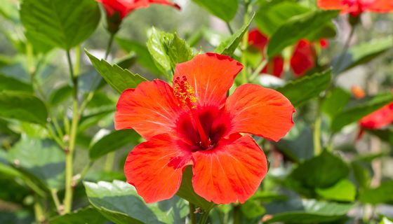 Rote Hibiskuspflanze.